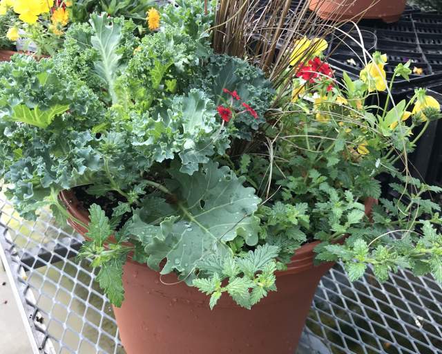2020 September Saturdays presents: How to create a fall patio planter.